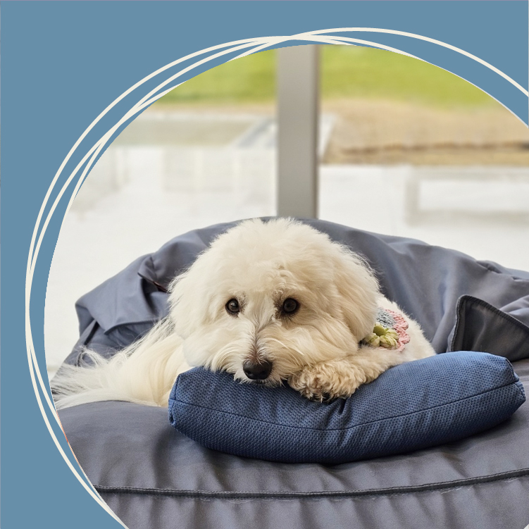 자방 강아지 베개 애견 방석 바디필로우 쿠션 고양이 스탠다드 에어칩 20X40 다크그레이